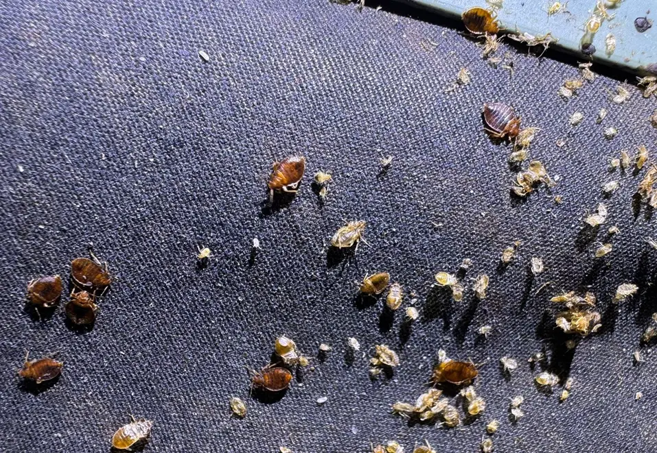 Infestation de punaises de lit à Paris en 2026 : signes d'une prolifération hors de contrôle dans un appartement