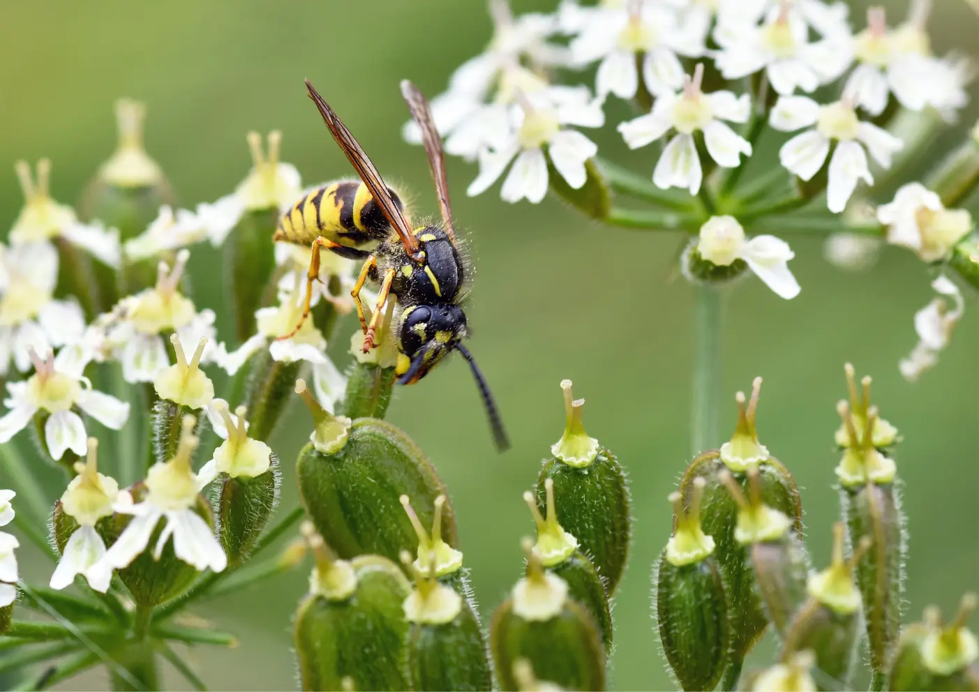 guêpe sur des fleurs en Ile-de-France
