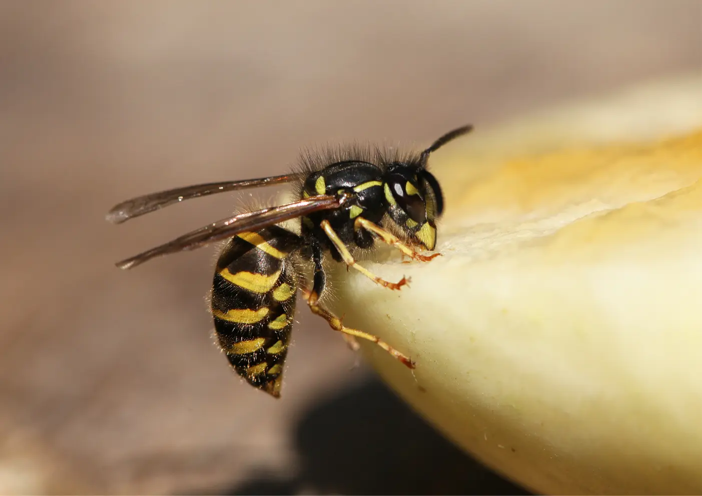 guêpe sur une pomme