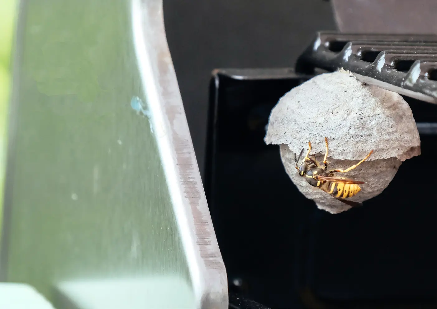 nid de guêpe à Paris