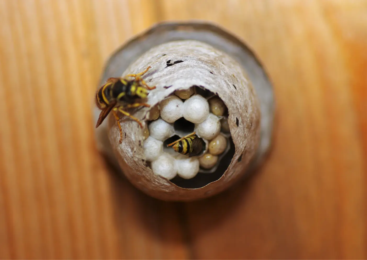 nid de guêpes