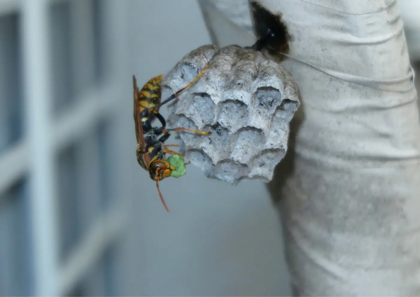nid de guêpes sur un arbre