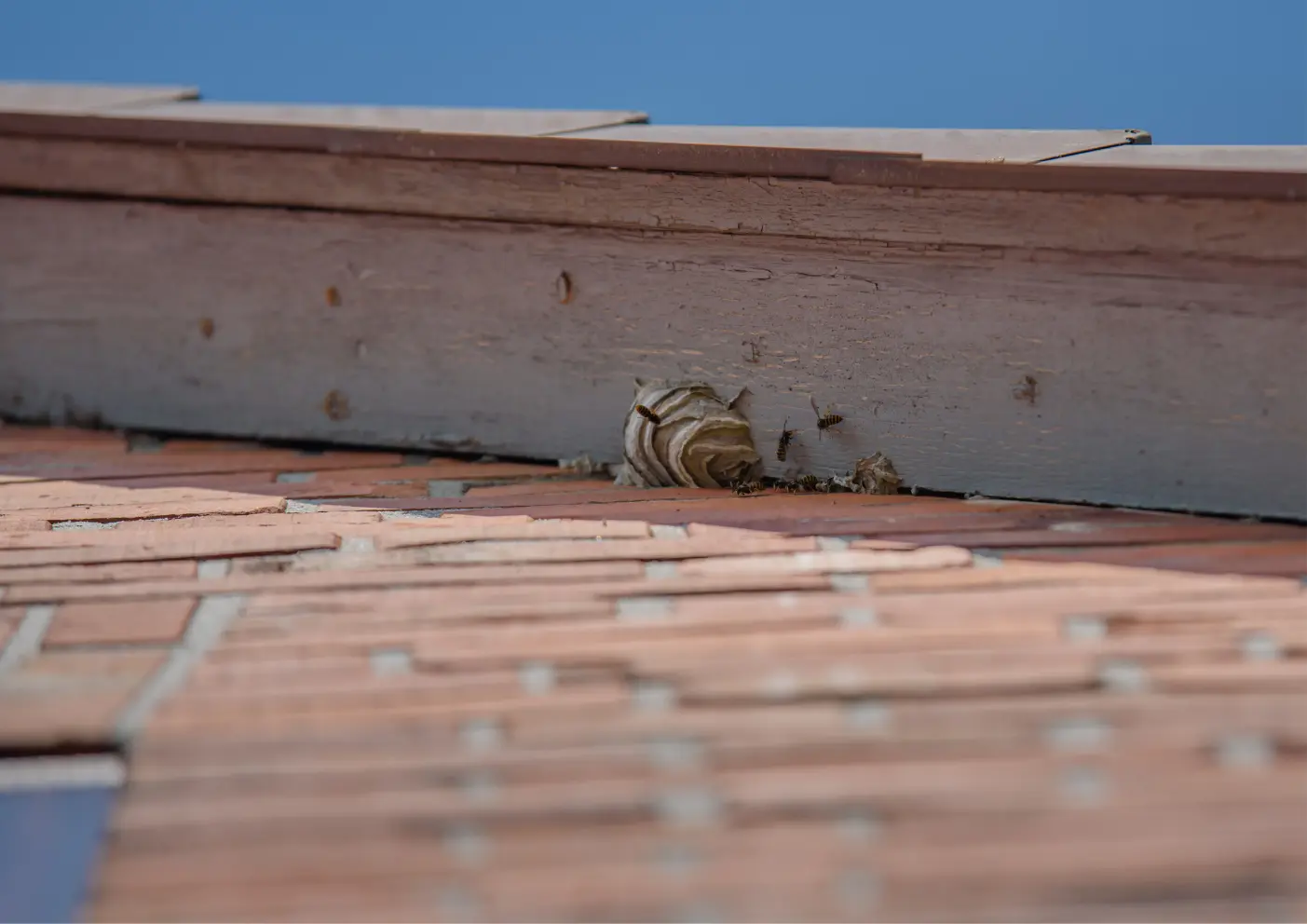nid de guêpes sur un toit