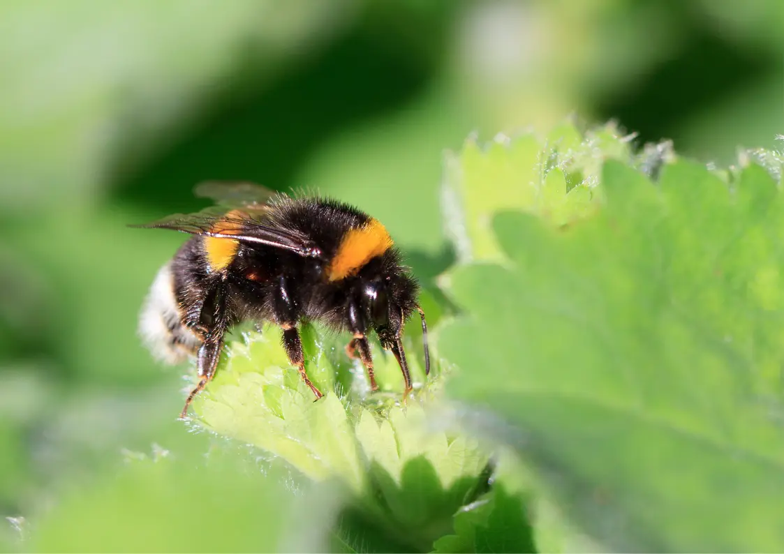 bourdon sur une fleur dans un jardin