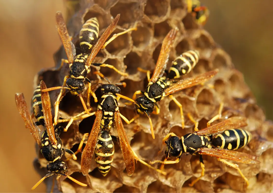 guêpe poliste dans son nid