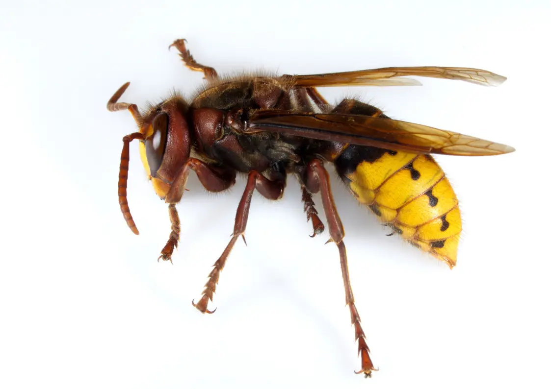 frelon européen en Ile-de-France