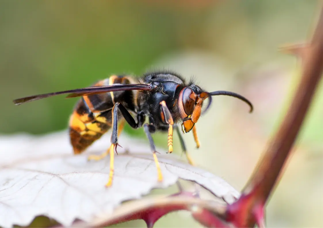 frelon asiatique en région parisienne