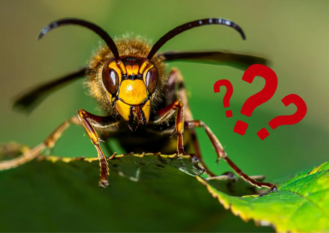 frelons ou guêpes ?