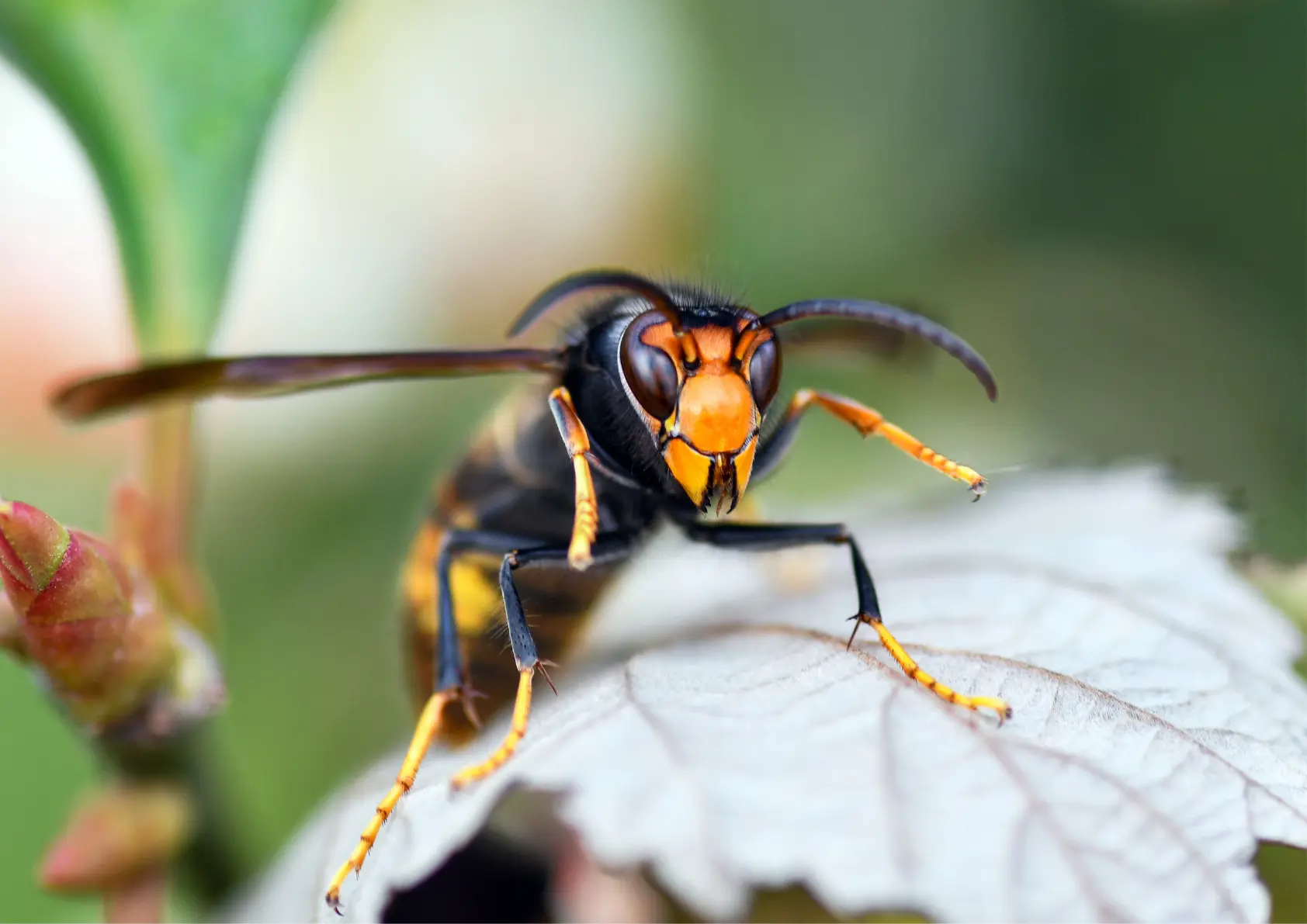 Destruction nid de frelon expert 92 93 78 95