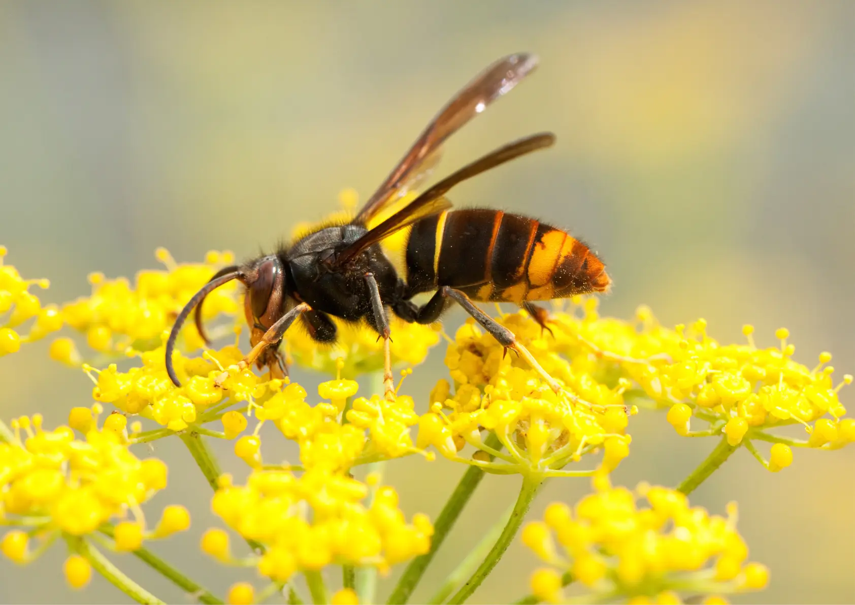 Nid de frelons asiatiques Île-de-France