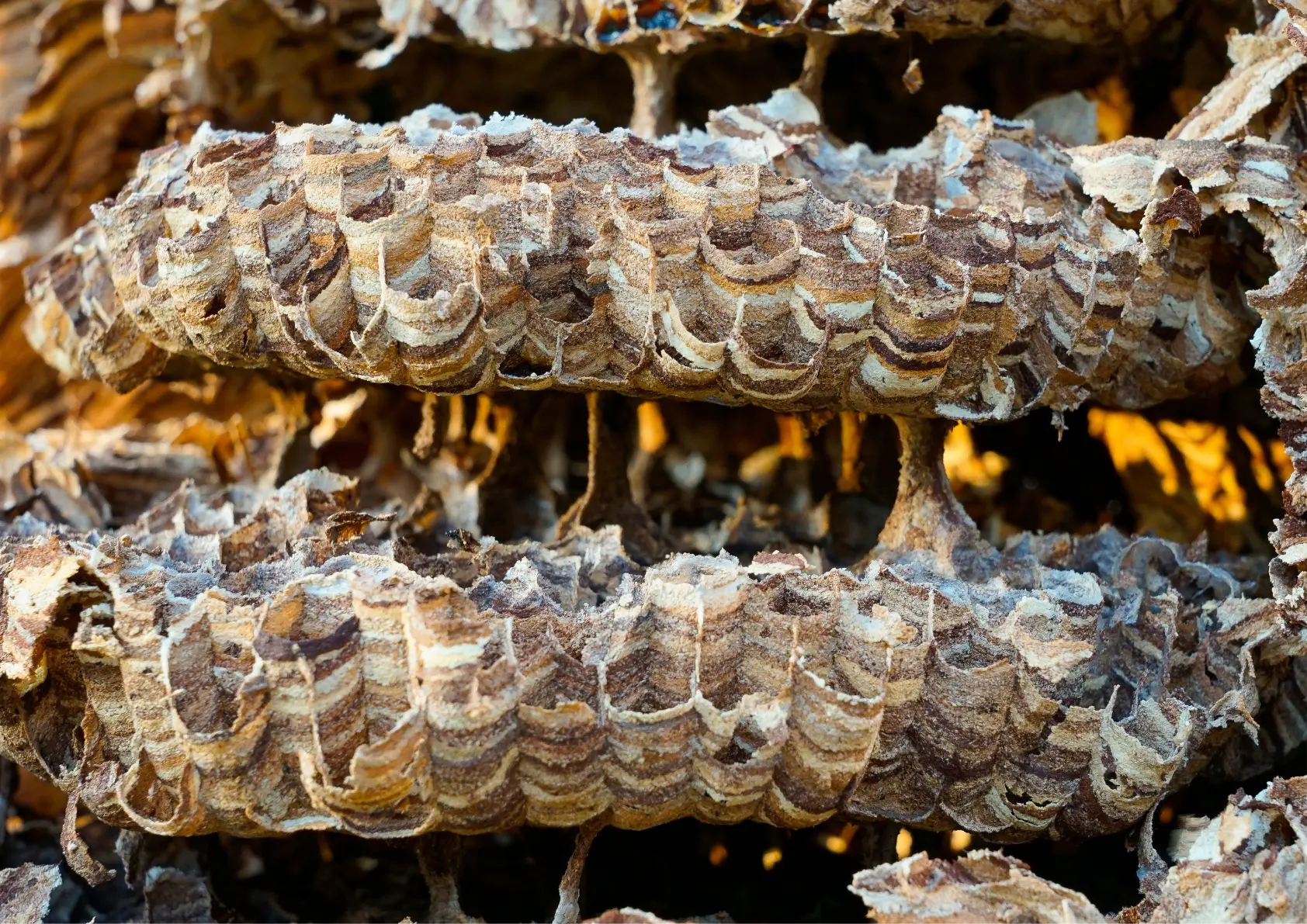 Nid de frelon en Ile-de-France