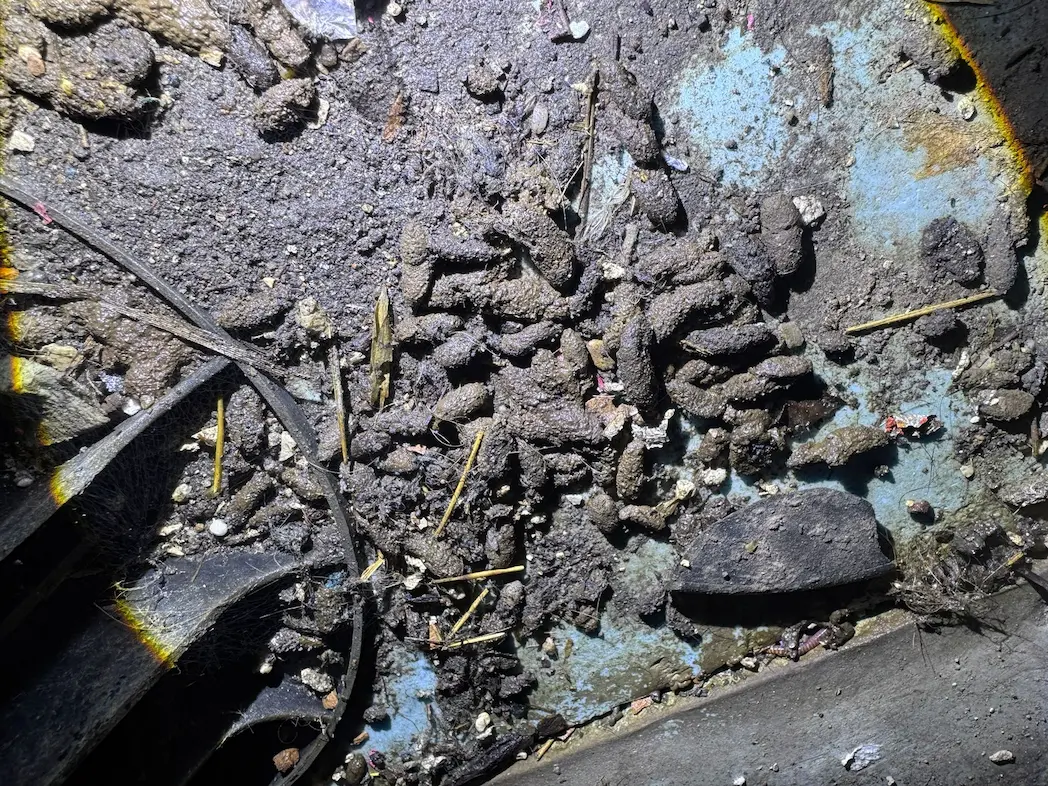 déjections de rats au sol dans un local technique contaminé