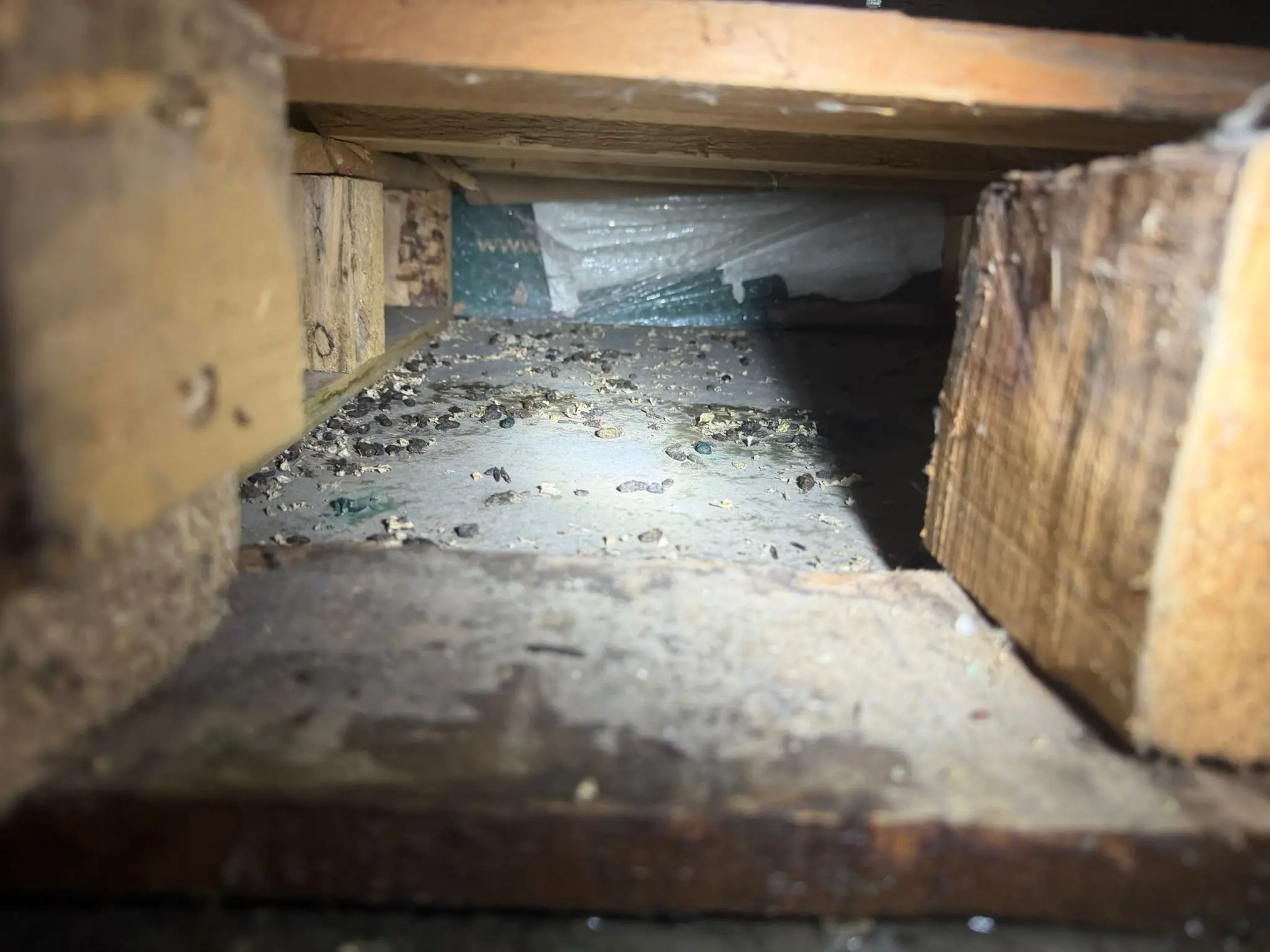 crottes de rats dans une réserve alimentaire après infestation de rongeurs