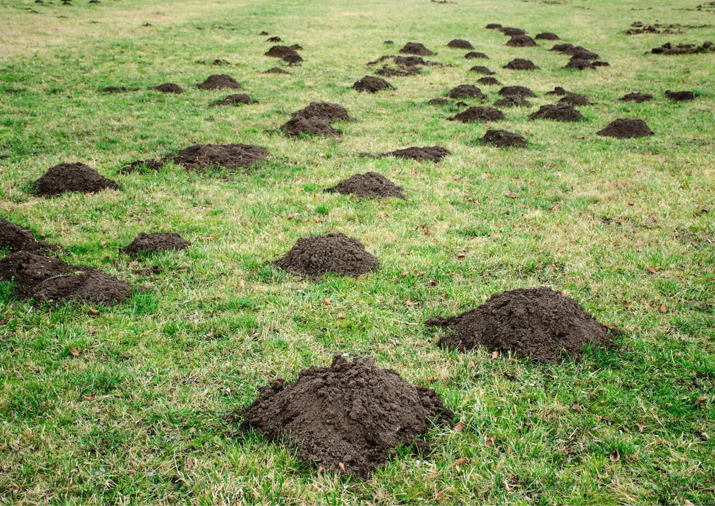 Jardin avec taupinières de taupes à Paris et en Île-de-France