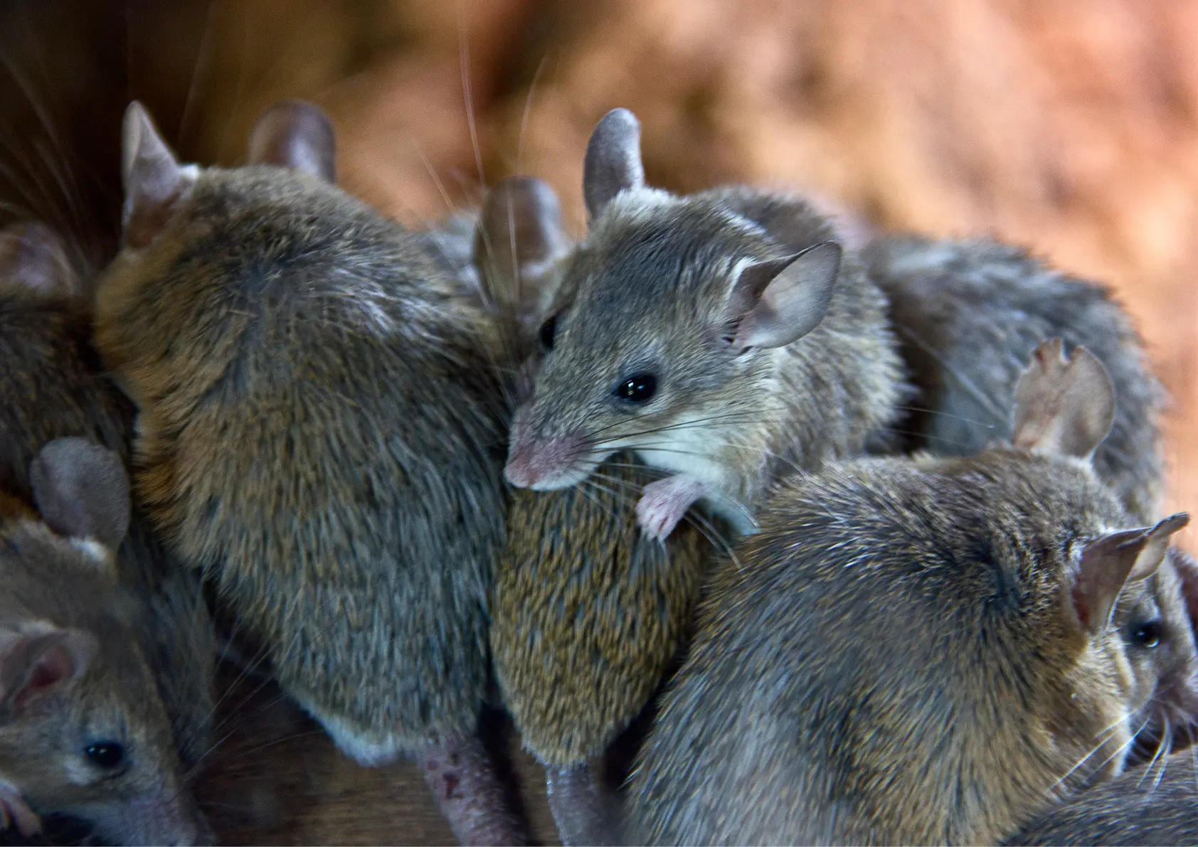 Groupe de souris infestation dératisation Andilly 95580