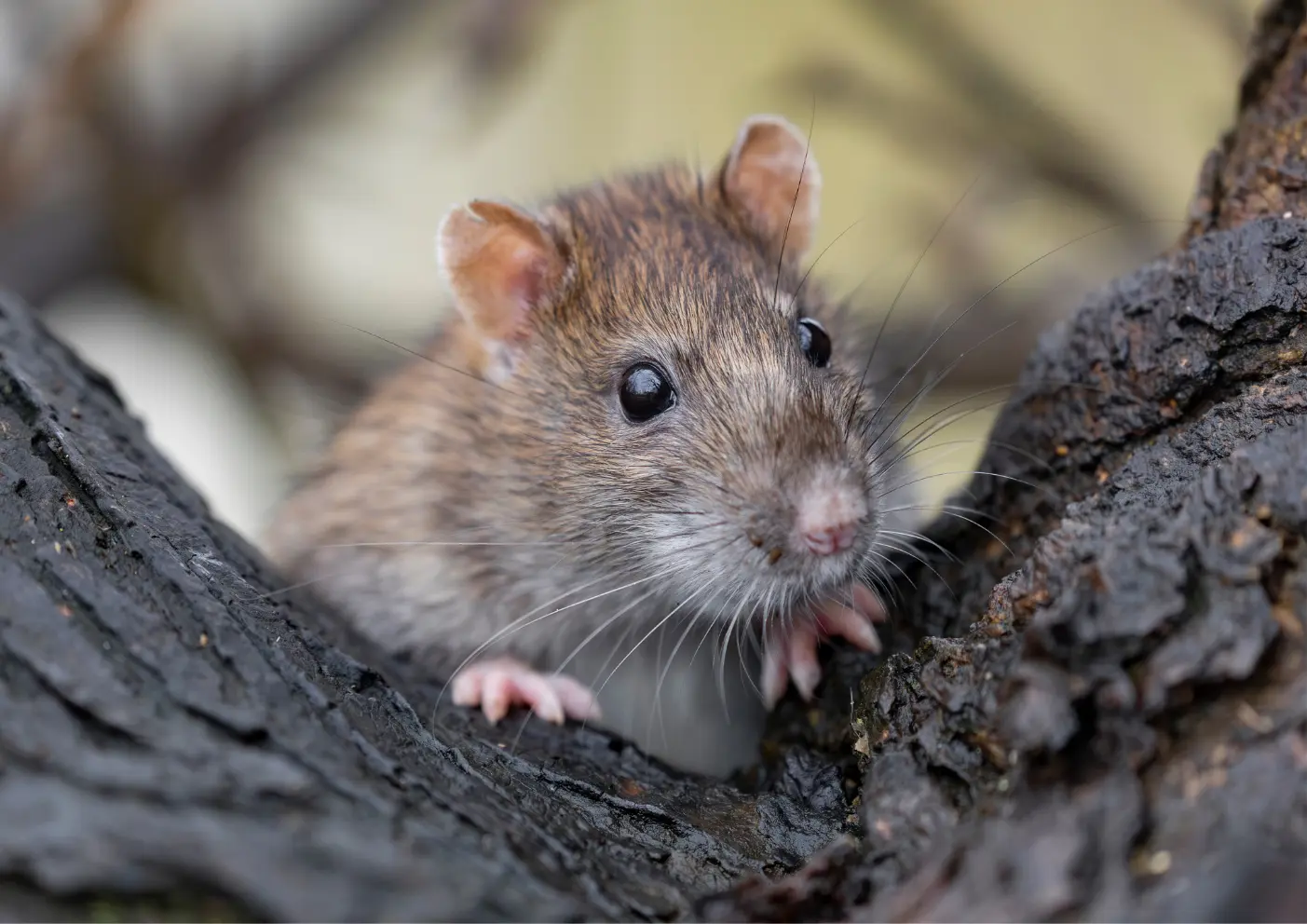 Rat observé à Arnouville 95400 nécessitant une intervention de dératisation