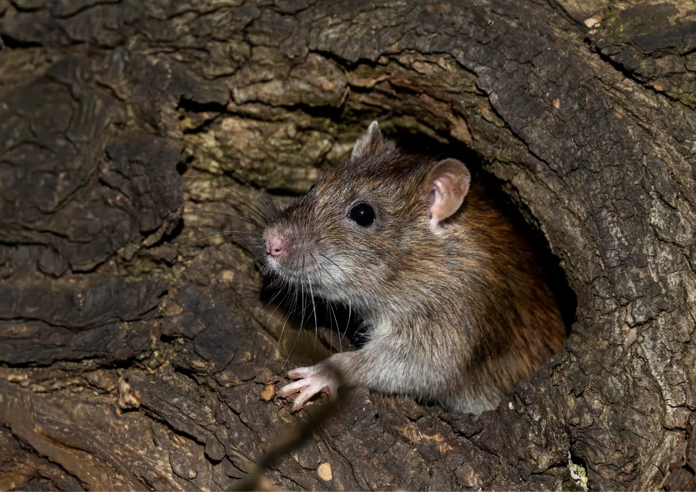 Rat observé lors d’un signalement en milieu scolaire