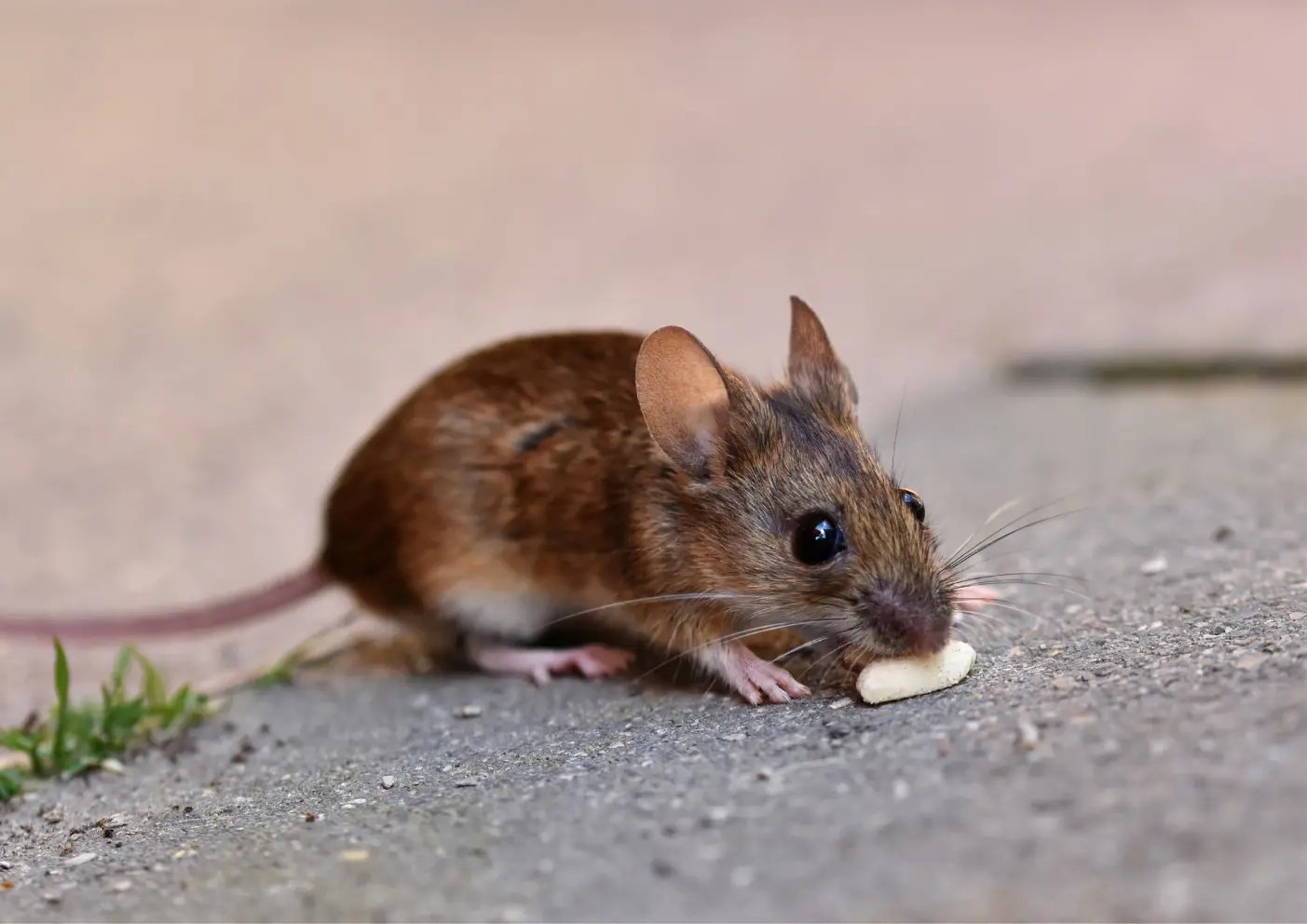 Souris mangeant une cacahuète à Arnouville 95400 présence de rongeurs dans le logement