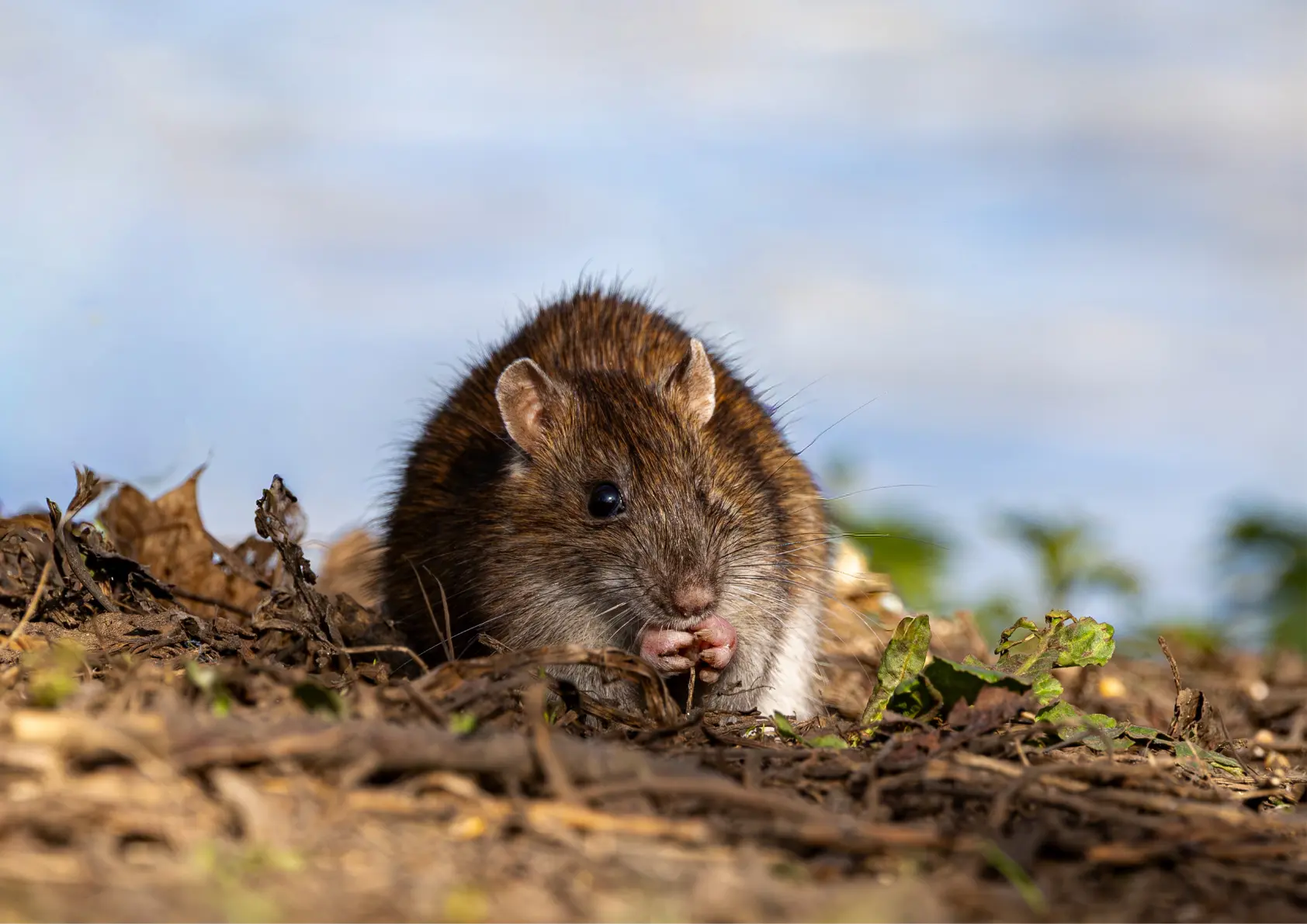 Rat observé sur une rive à Beaumont-sur-Oise près de l’Oise