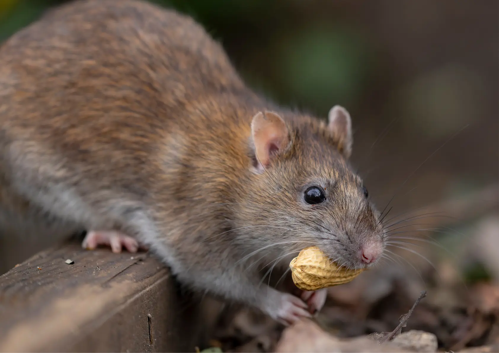 reconnaître un rat