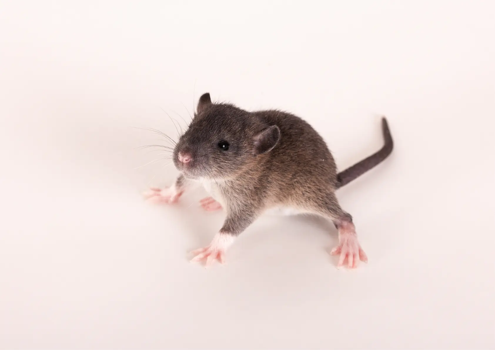 bébé rat ou raton