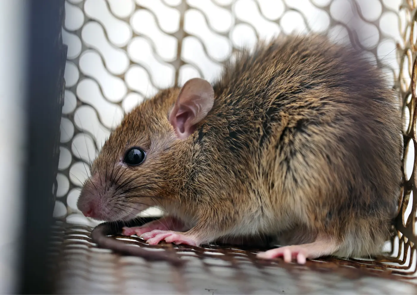 Virus respiratoire lié aux rongeurs