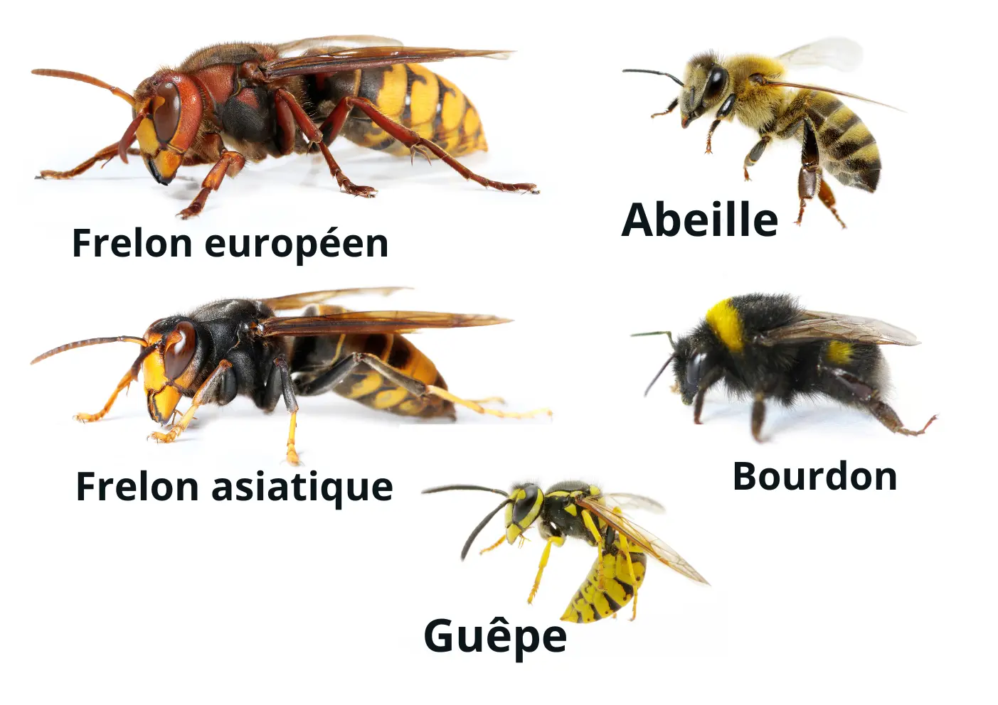 Comparaison entre abeille, bourdon, guêpe, frelon asiatique et frelon européen en France