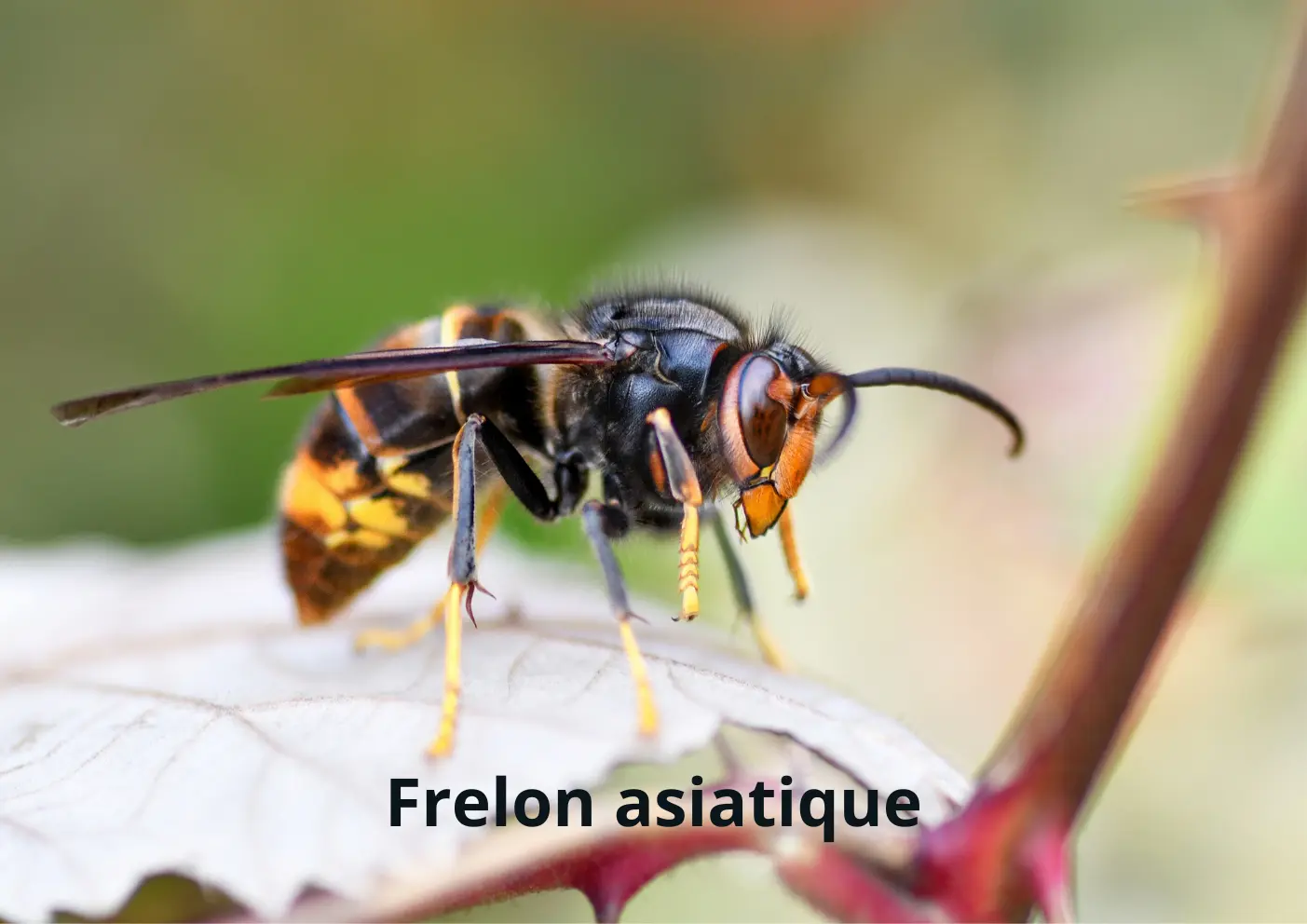 Frelon asiatique reconnaissable à son corps sombre et ses pattes jaunes