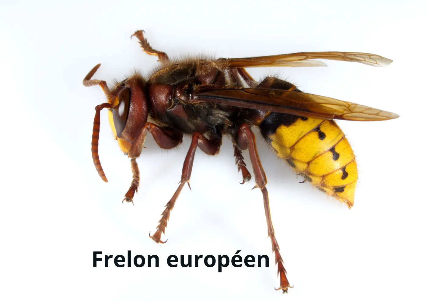 Frelon européen avec son corps roux et jaune observé de près