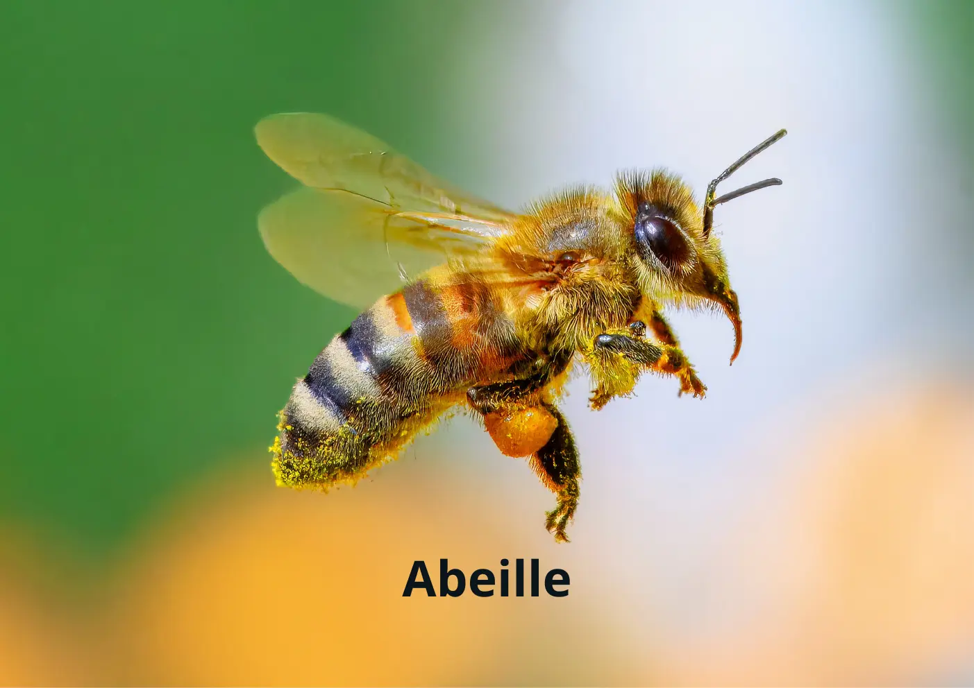Abeille avec son corps velu en train de butiner une fleur