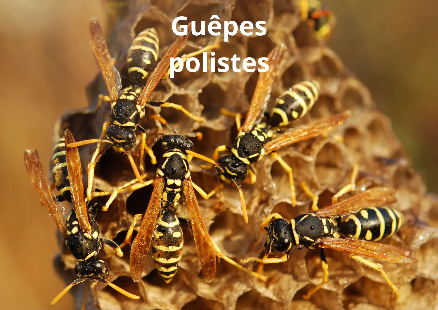 Guêpe poliste reconnaissable à son corps fin et ses longues pattes