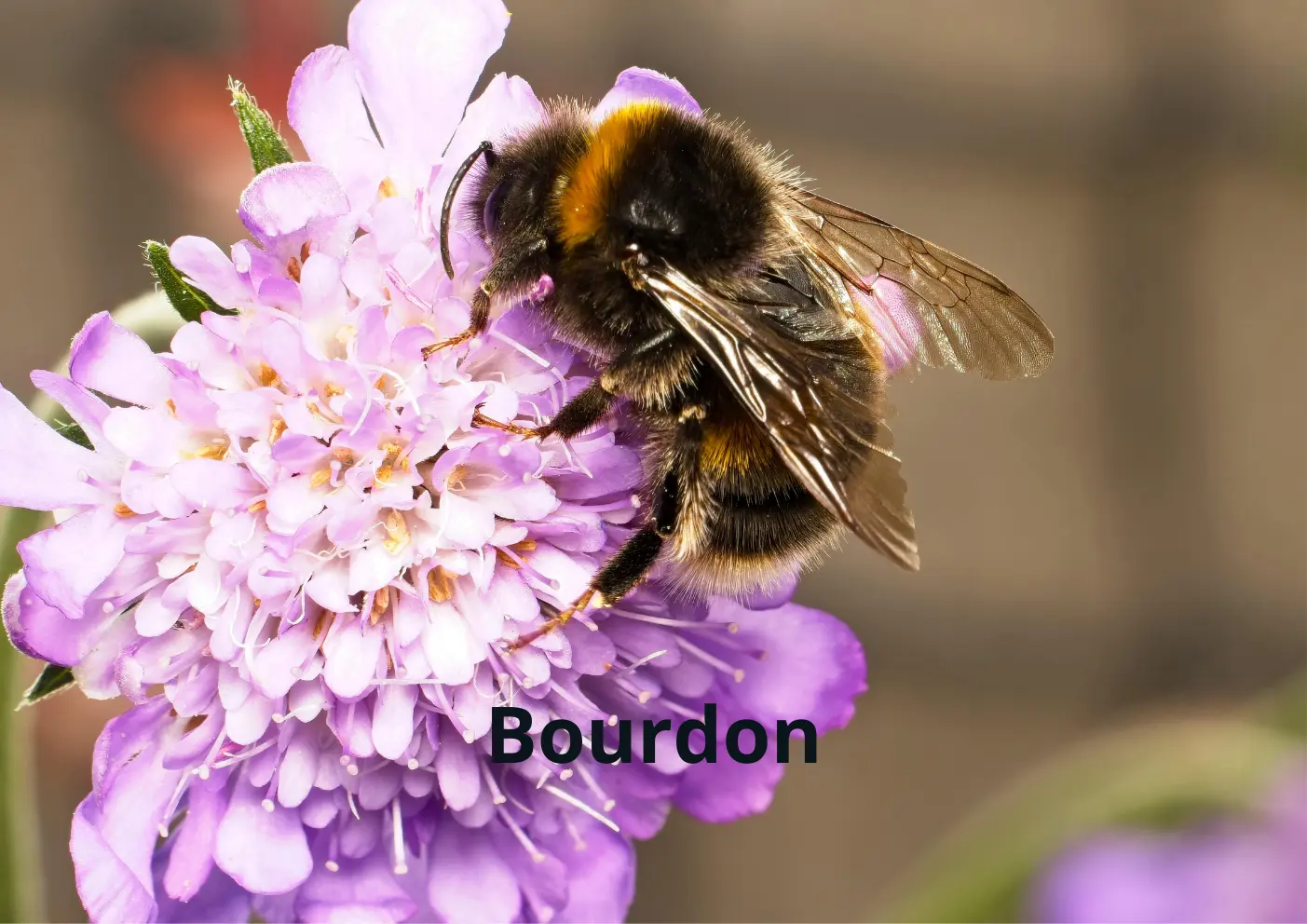 Bourdon noir et jaune avec son corps rond et très velu