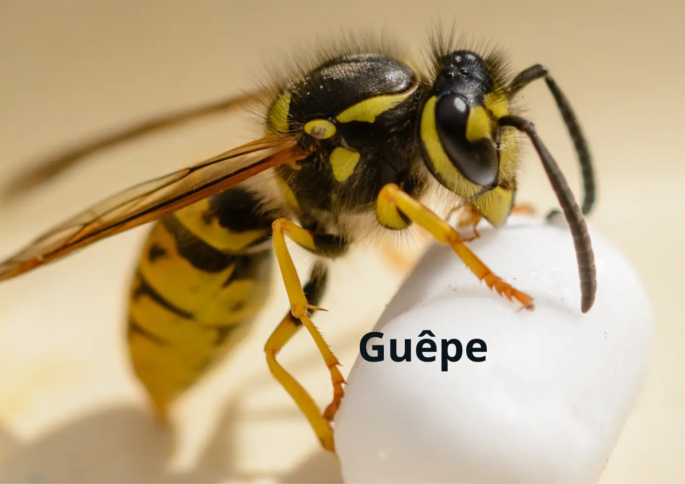 Guêpe commune jaune et noire observée sur une surface extérieure