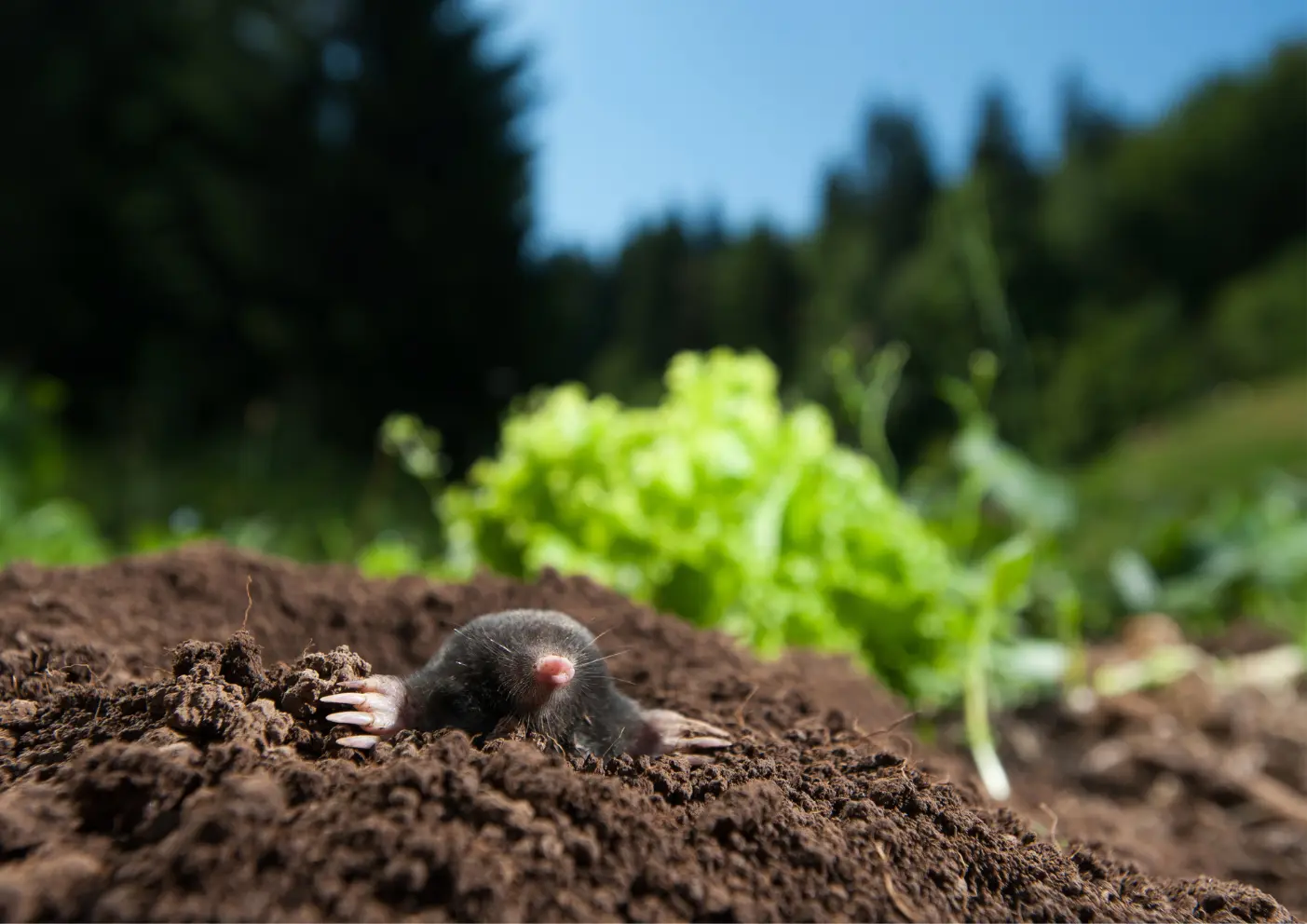 Taupe dans un jardin à Paris et en Île-de-France avec intervention de taupier