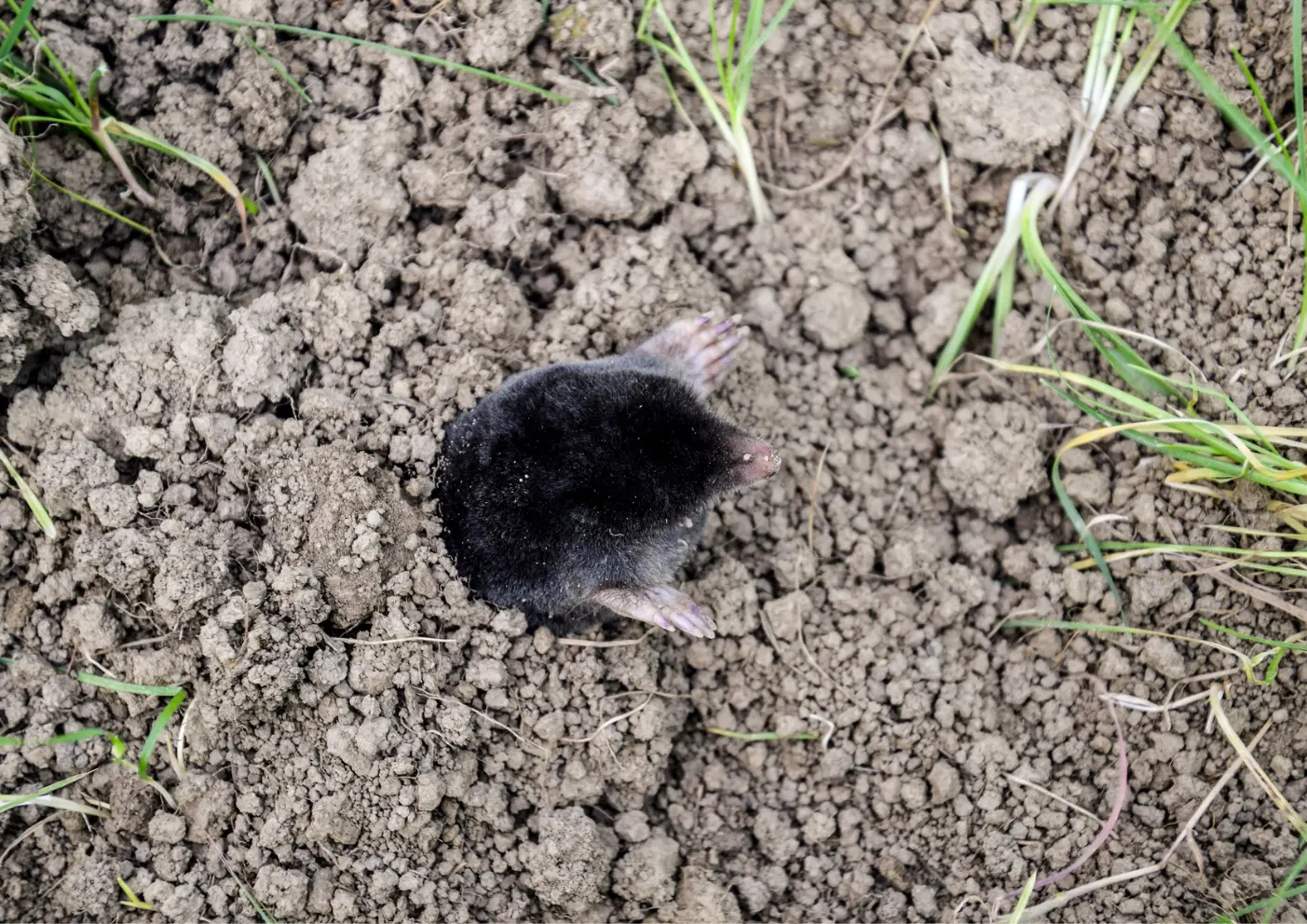 Taupe dans sa taupinière dans un jardin à Paris et en Île-de-France