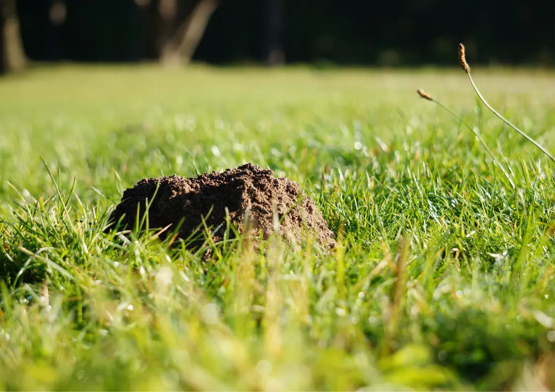 Taupinière dans un jardin
