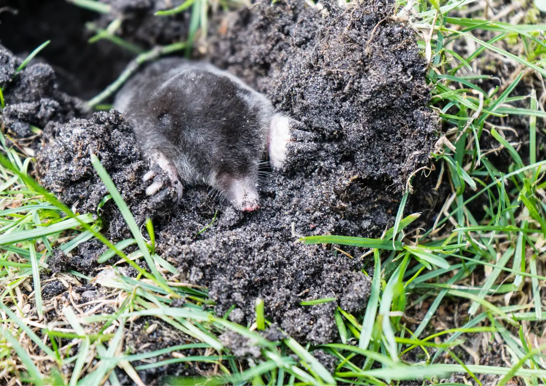 Taupe observée dans un jardin du Val-d’Oise avant une intervention de taupier