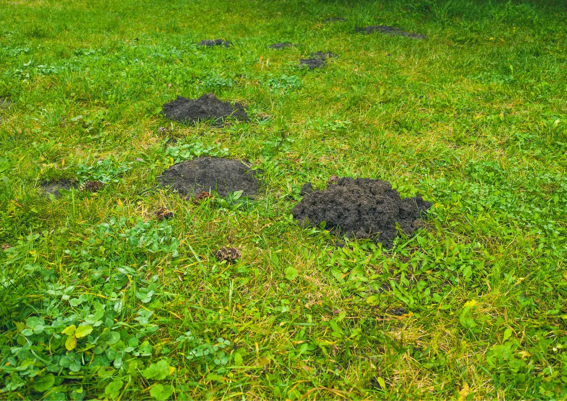 Taupinière fraîche dans un jardin