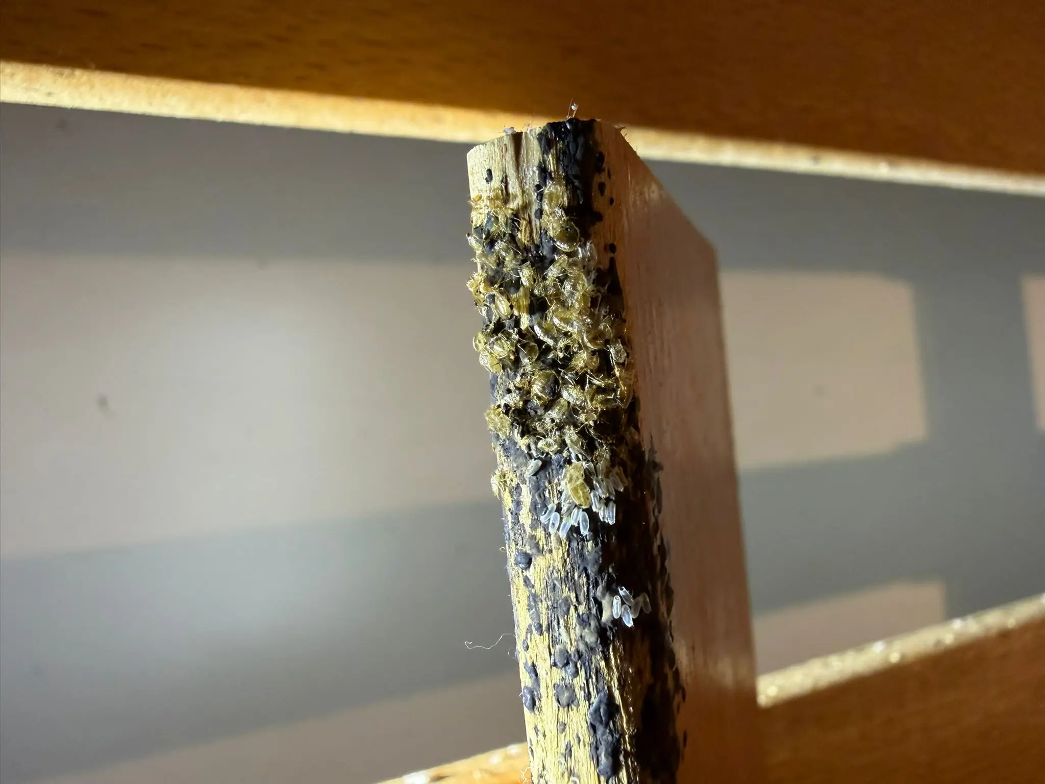 Dormir dans sa chambre après un traitement contre les punaises de lit