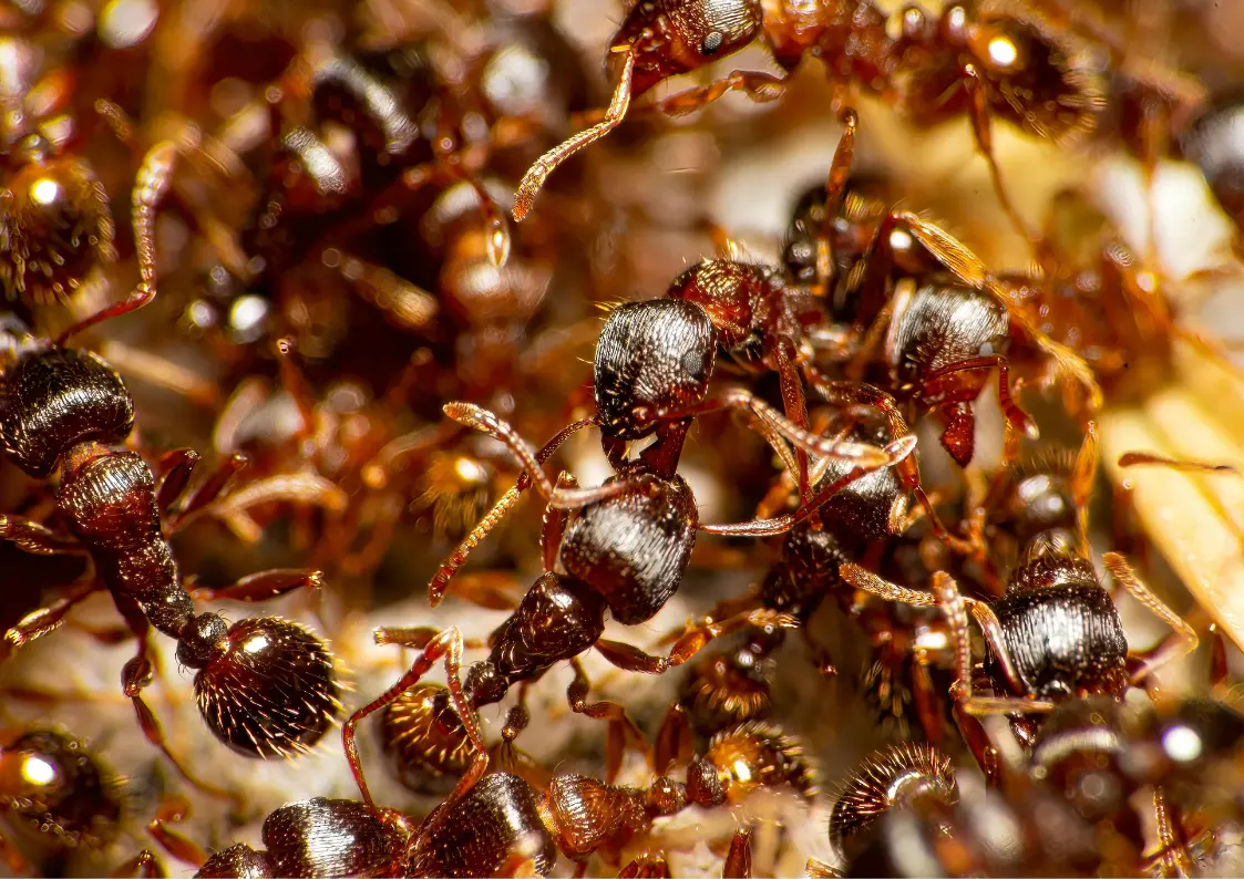 Fourmis visibles dans un logement pendant la canicule