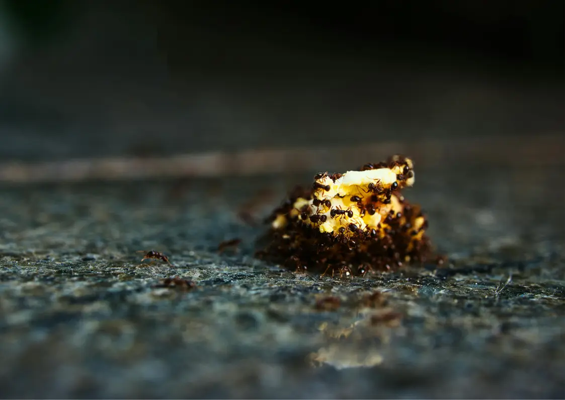 Amas de fourmis attirées par une miette pendant les fortes chaleurs