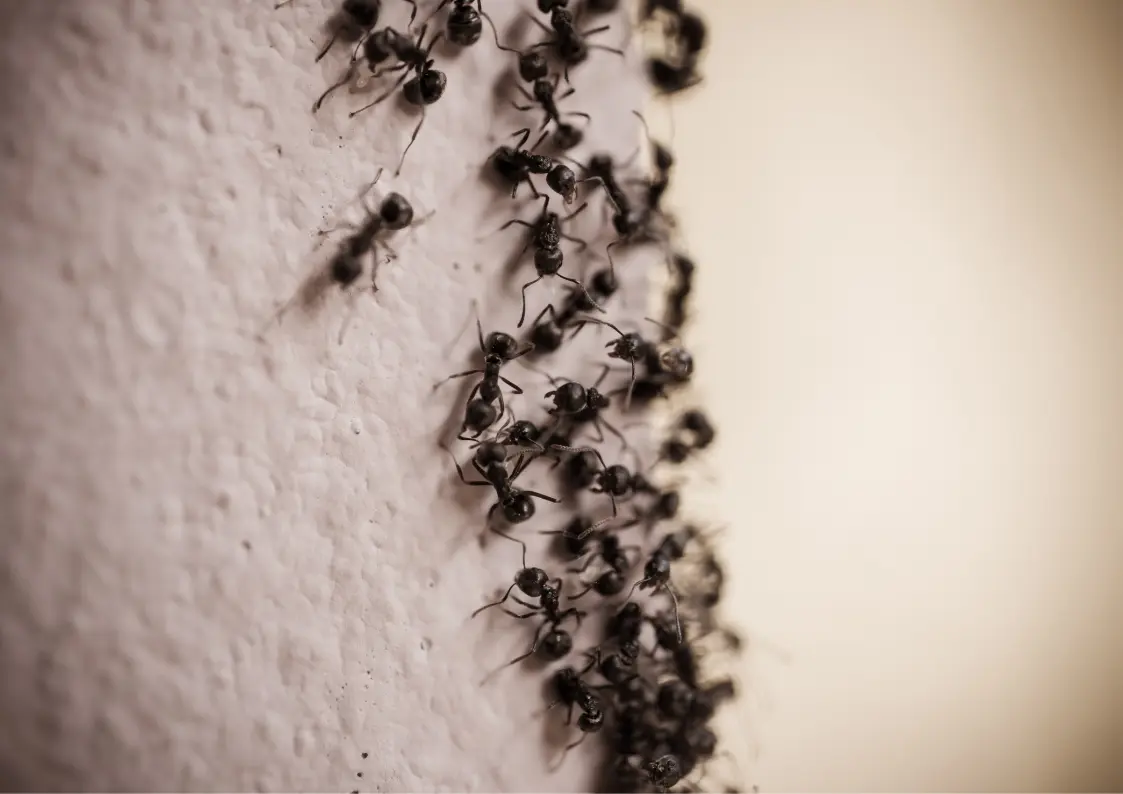 Nombreuses fourmis visibles pendant une période de forte chaleur