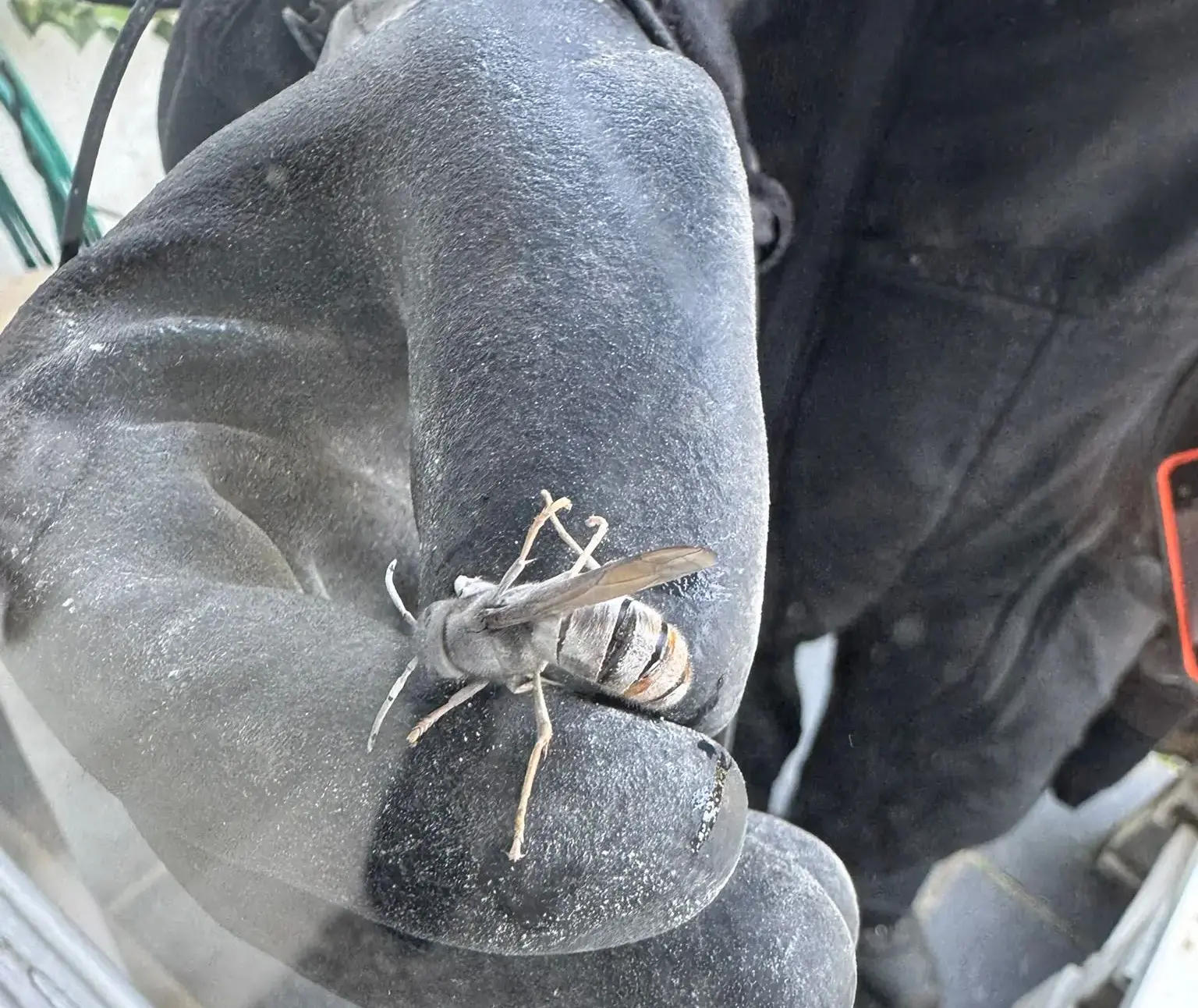 Technicien lors d’une intervention contre un nid de guêpes ou de frelons dans les Hauts-de-Seine 92