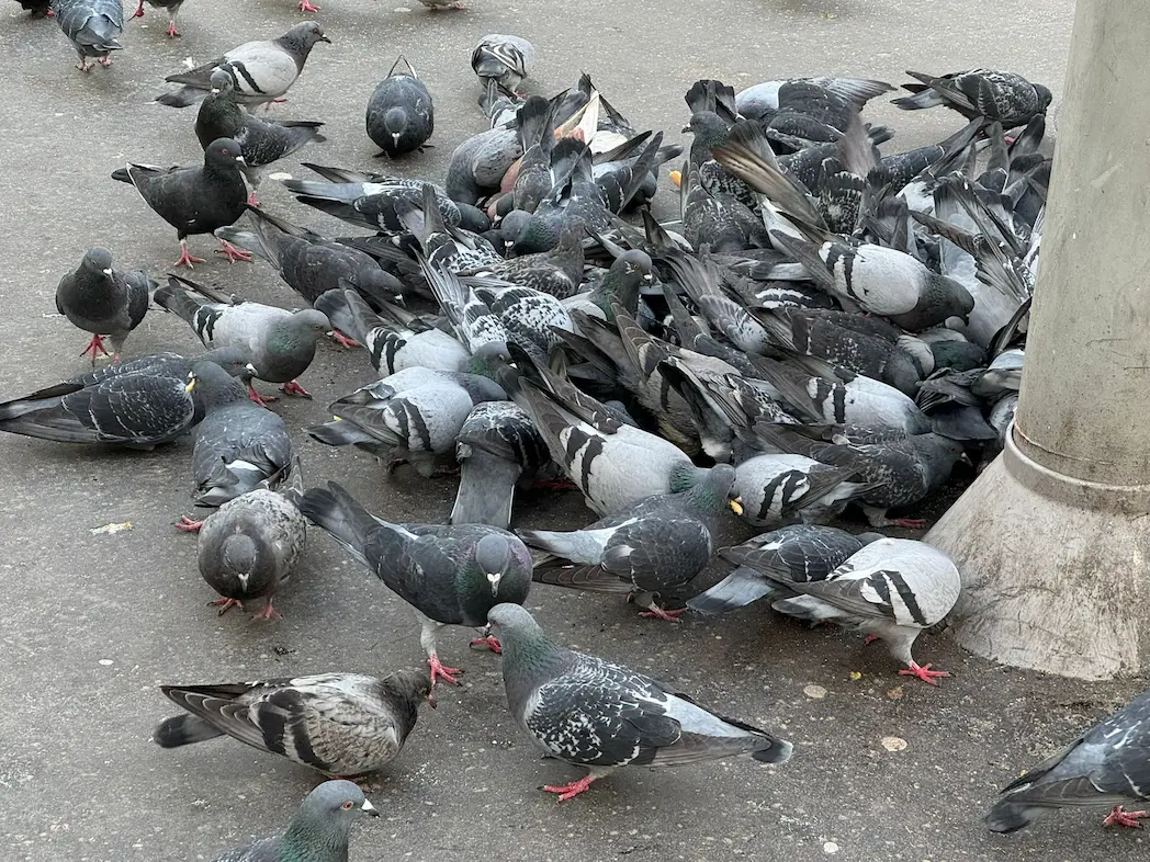 Dépigeonnage et protection contre les pigeons à Paris