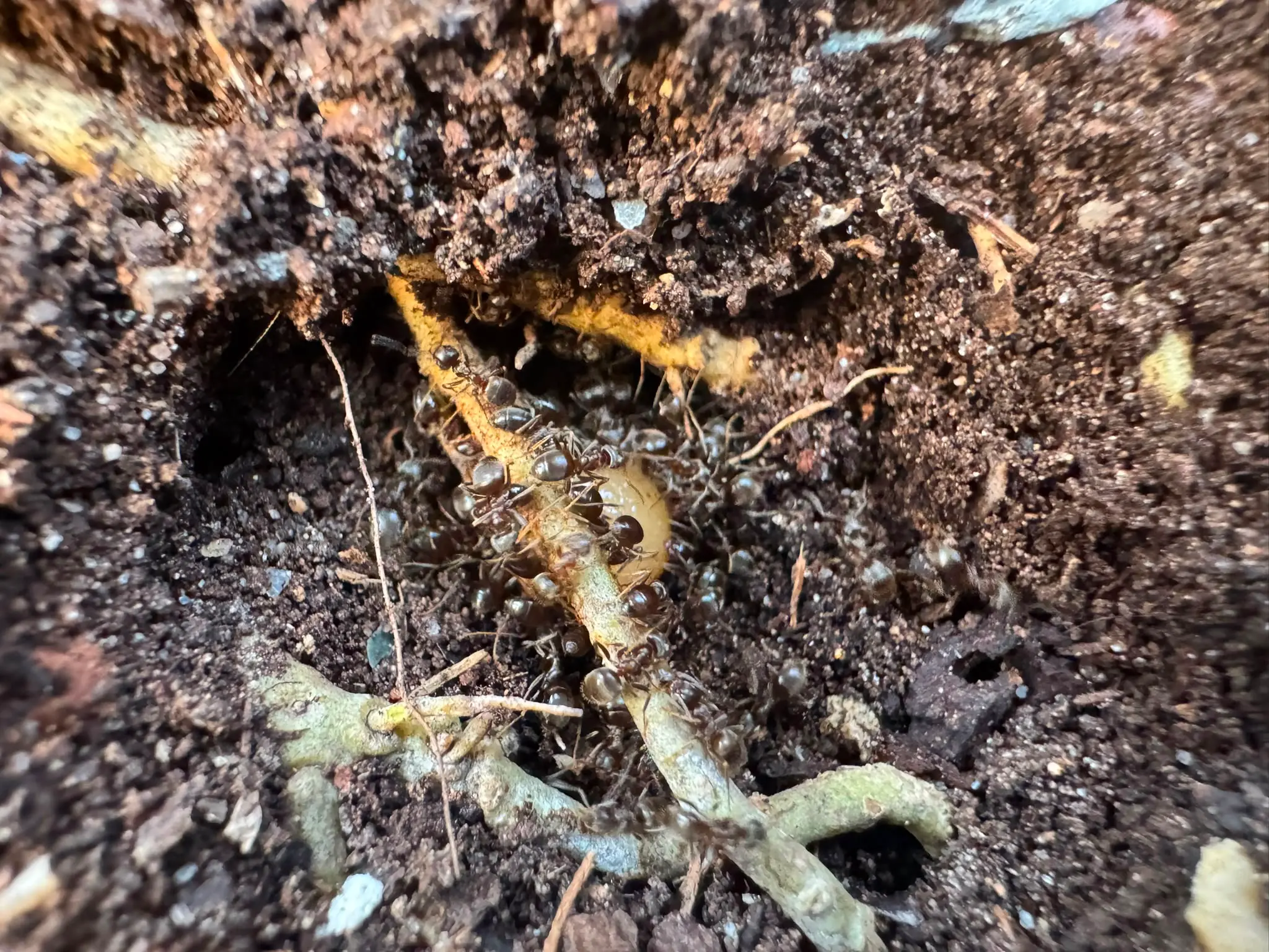 Fourmis observées dans le Val-d’Oise lors d’une intervention de désinsectisation