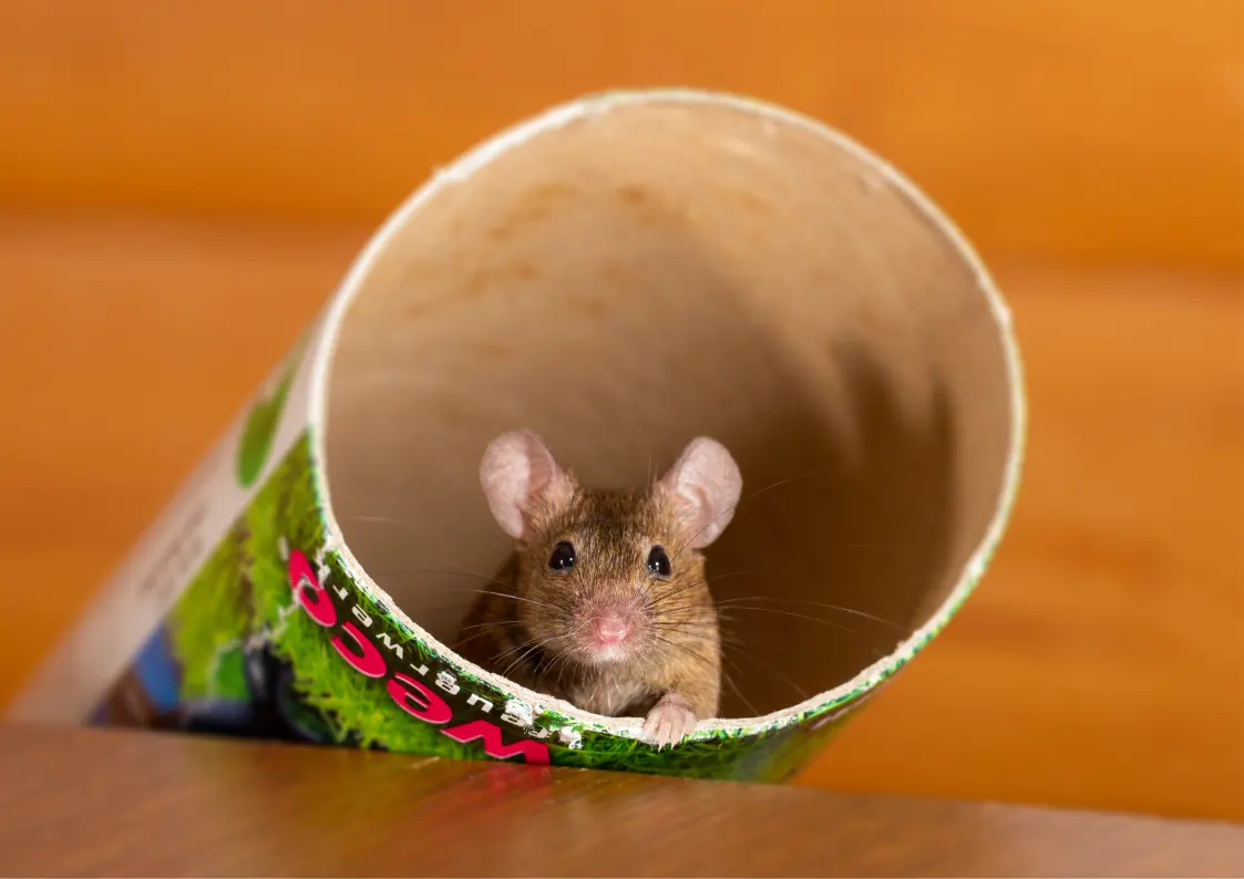 Souris dans un appartement situé à un étage élevé
