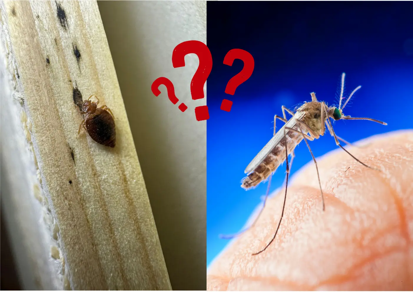 Bouton de punaise de lit ou de moustique : comment faire la différence