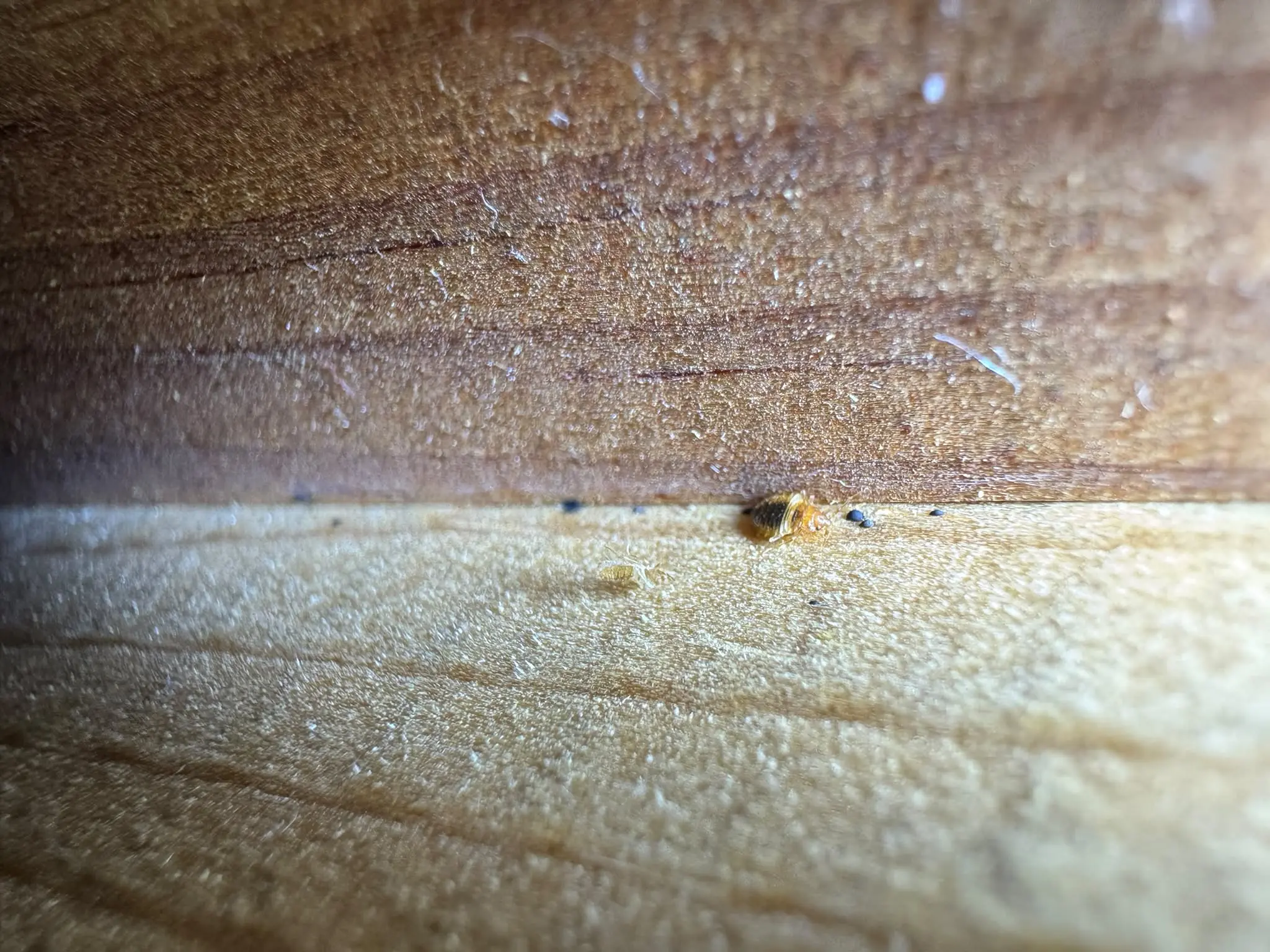 Punaise de lit observée de près pour mieux reconnaître cet insecte dans les établissements hôteliers