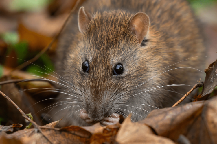 Sans titre (A2 (paysage)) – 2025-05-24T123316.930 dératisation Cergy rats