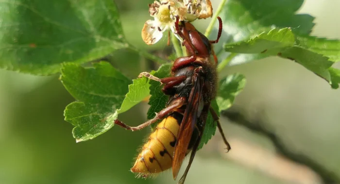 Sans titre (A2 (paysage)) – 2025-07-20T205729.525 frelon paris extermination ile-de-france